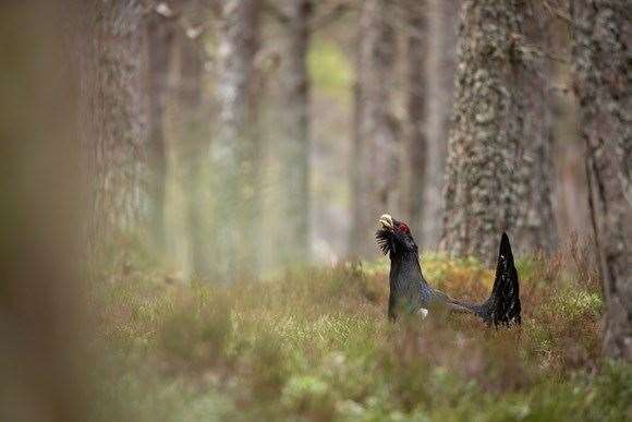 Efforts to conserve the capercaillie receive £2m from the National Lottery last year. The funds have created nine new jobs in the Cairngorms National Park.
