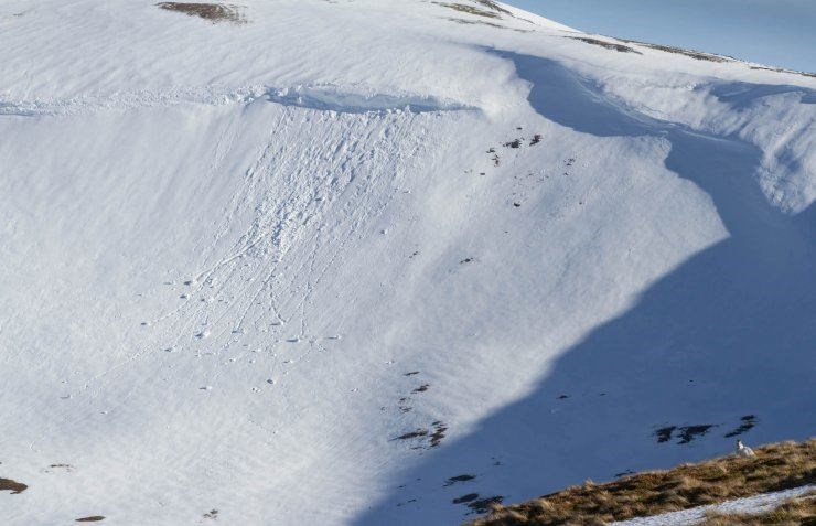 Hare-y situation: a mountain hare (right corner) keeps a respectful distance from a Cairngorms cornice (Photo: SAIS)